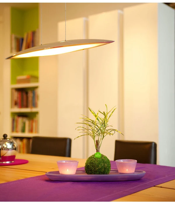 Kibonu Wunderstrauch - Codiaeum Variegatum 'Soley' 2 Kibonu Wunderstrauch - Codiaeum Variegatum 'Soley' – Bild 2