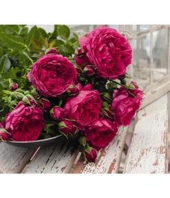 Nostalgie®-Strauchrose 'Soul®' -Progarden Pflanzen Verkäufe 8294951 PR DE 001 StrauchroseSoulTantau