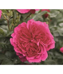 Nostalgie®-Strauchrose 'Soul®'