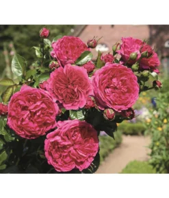 Nostalgie®-Strauchrose 'Soul®' -Progarden Pflanzen Verkäufe 8294951 PR DE 004 StrauchroseSoulTantau