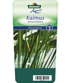 Dehner Kalmus -Progarden Pflanzen Verkäufe 8310104 KalmusAcorusCalamus Etikett 1