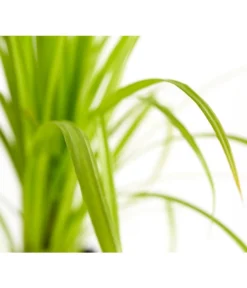 Zypersegge - Scheinzypergras-Segge