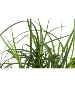 Westfälische Segge -Progarden Pflanzen Verkäufe 8316218 WE DE 001 CarexdivulsaSeggeT7