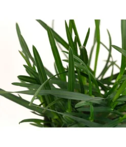 Blaugras 'Greenlee Hybrid' -Progarden Pflanzen Verkäufe 8316259 WE DE 002 SesleriaGreenleeHybridBlaugrasT7