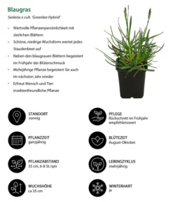Blaugras 'Greenlee Hybrid' -Progarden Pflanzen Verkäufe 8320327 WE IG 001 Blaugras