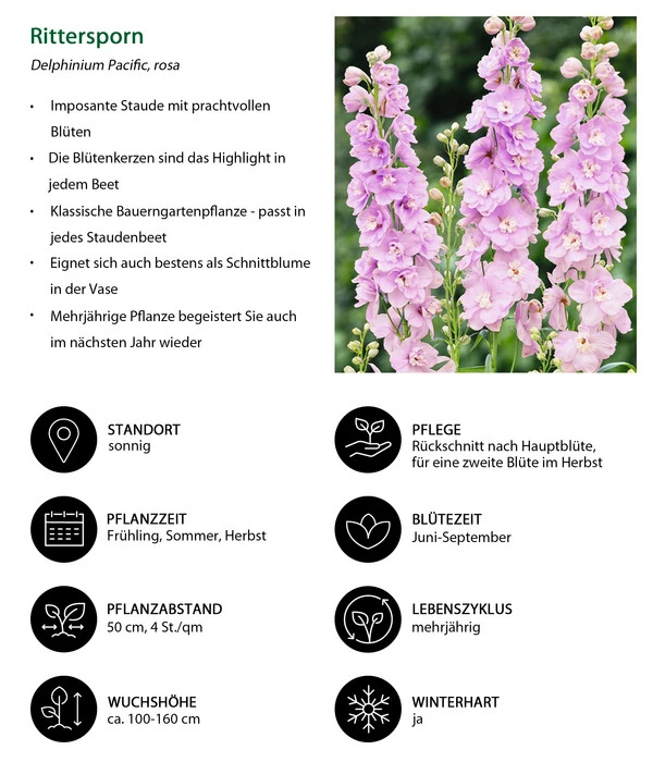 Rittersporn, Verschiedene Farben 12 Rittersporn, Verschiedene Farben – Bild 12