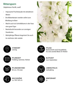 Rittersporn, Verschiedene Farben 25 Rittersporn, Verschiedene Farben -Progarden Pflanzen Verkäufe 8352783 WE IG 001 RitterspornWeiss