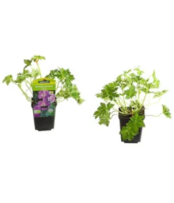 Progarden Pflanzen Verkäufe -Progarden Pflanzen Verkäufe 8361115 PR FS 001 GeraniumRozanneStorchschnabelT9DehnerExpressHerzig