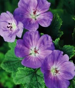 Storchschnabel 'Rozanne®' 7 Storchschnabel 'Rozanne®' -Progarden Pflanzen Verkäufe 8361115 WE FS 005 StorchschnabelRozanneGeraniumRozanne