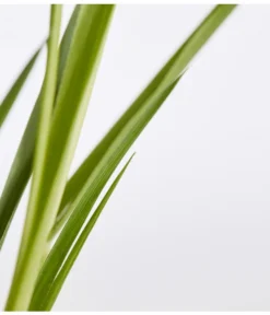 Pampasgras, Rosa -Progarden Pflanzen Verkäufe 8367328 WE DE 001 PampasgrasCortaderiaSelloanaCortaderiaEvitaRosaT9DehnerExpressZS