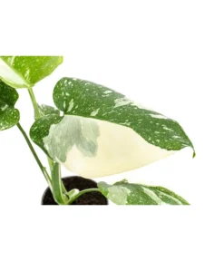 Fensterblatt - Monstera Deliciosa 'Thai Constellation', Panaschiert -Progarden Pflanzen Verkäufe 8402034 WE DE 001 MonsteraThaiConstellationT6