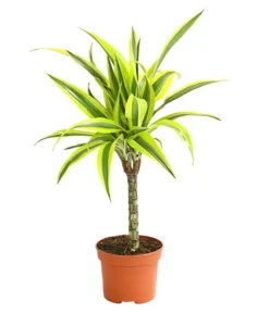 Drachenbaum - Dracaena Deremensis, Verschiedene Sorten 10 Drachenbaum - Dracaena Deremensis, Verschiedene Sorten -Progarden Pflanzen Verkäufe 8408809 WE FS 004 DrachenbaumDracaenaDeremesisMixT12DehnerExpressHerzig