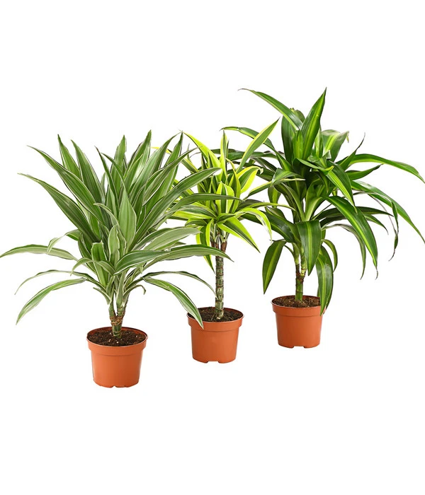 Drachenbaum - Dracaena Deremensis, Verschiedene Sorten 1 Drachenbaum - Dracaena Deremensis, Verschiedene Sorten