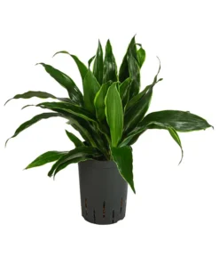 Drachenbaum - Dracaena Fragrans 'Arturo', Hydrokultur