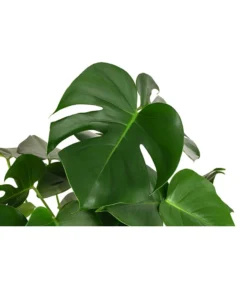 Fensterblatt - Monstera Deliciosa, Hydrokultur 7 Fensterblatt - Monstera Deliciosa, Hydrokultur -Progarden Pflanzen Verkäufe 8416802 WE DE 001 MonsteraDeliciosa2erHydroT18 19FensterblattDehnerExpressHerzig