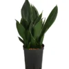 Bogenhanf - Sansevieria Trifasciata 'Black Diamond', Hydrokultur
