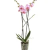 Schmetterlingsorchidee - Phalaenopsis Cultivars, Verschiedene Sorten