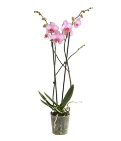 Schmetterlingsorchidee - Phalaenopsis Cultivars, Verschiedene Sorten