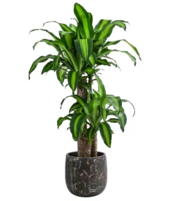 Drachenbaum - Dracaena Fragrans 'Massangeana', In Keramik