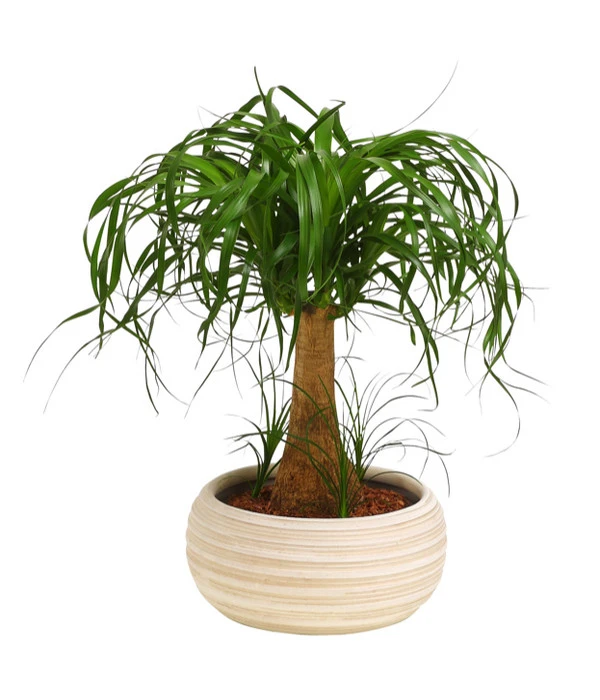 Elefantenfuß - Beaucarnea Recurvata, In Keramik 1 Elefantenfuß - Beaucarnea Recurvata, In Keramik