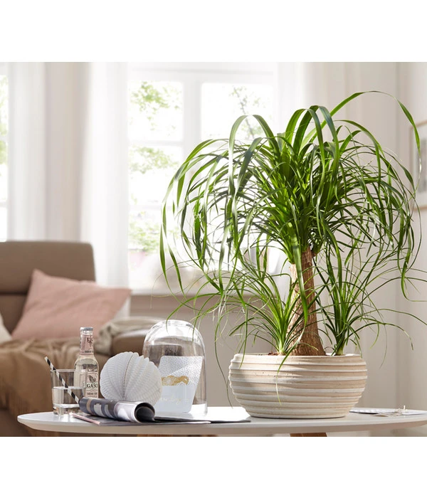 Elefantenfuß - Beaucarnea Recurvata, In Keramik 2 Elefantenfuß - Beaucarnea Recurvata, In Keramik – Bild 2