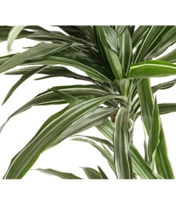 Drachenbaum - Dracaena Deremensis, Verschiedene Sorten 14 Drachenbaum - Dracaena Deremensis, Verschiedene Sorten -Progarden Pflanzen Verkäufe 8511560 WE DE 001 DrachenbaumDracaenaDeremensisWhiteStripesT27DehnerExpressHerzig