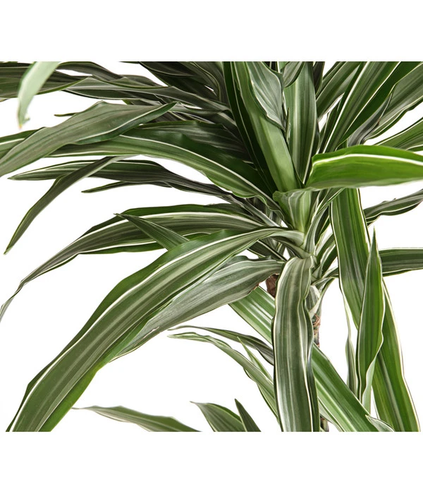 Drachenbaum - Dracaena Deremensis, Verschiedene Sorten 7 Drachenbaum - Dracaena Deremensis, Verschiedene Sorten – Bild 7