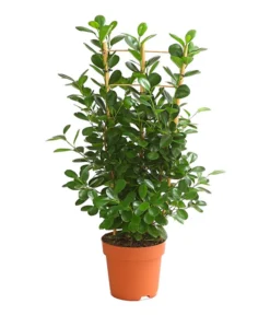 Lorbeer-Feige - Ficus Microcarpa 'Moclame', Spalier