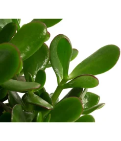 Dickblatt - Crassula Cultivars, Verschiedene Sorten 14 Dickblatt - Crassula Cultivars, Verschiedene Sorten -Progarden Pflanzen Verkäufe 8517757 WE DE 002 CrassulaMixT23