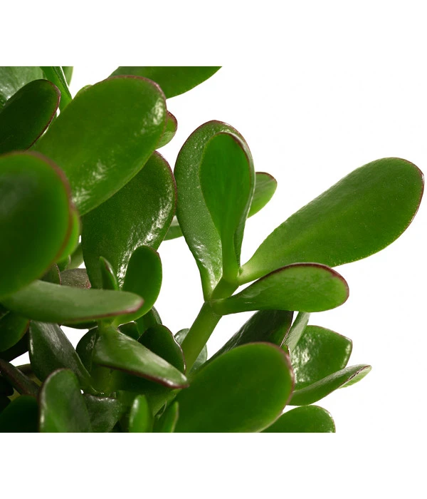 Dickblatt - Crassula Cultivars, Verschiedene Sorten 7 Dickblatt - Crassula Cultivars, Verschiedene Sorten – Bild 7