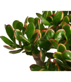 Dickblatt - Crassula Cultivars, Verschiedene Sorten 15 Dickblatt - Crassula Cultivars, Verschiedene Sorten -Progarden Pflanzen Verkäufe 8517757 WE DE 003 CrassulaMixT23