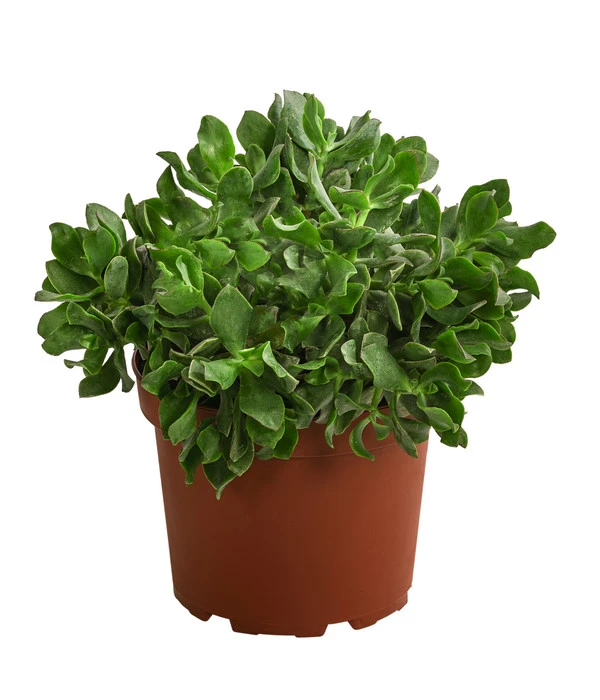 Dickblatt - Crassula Cultivars, Verschiedene Sorten 1 Dickblatt - Crassula Cultivars, Verschiedene Sorten