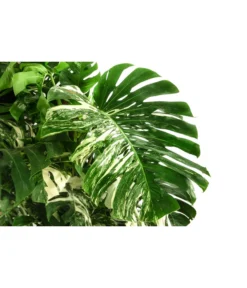 XXL Fensterblatt - Monstera Deliciosa 'Variegata', Ca. 180-220 Cm 7 XXL Fensterblatt - Monstera Deliciosa 'Variegata', Ca. 180-220 Cm -Progarden Pflanzen Verkäufe 8519399 WE DE 001 MonsteraVariegataT40DehnerExpressHerzig
