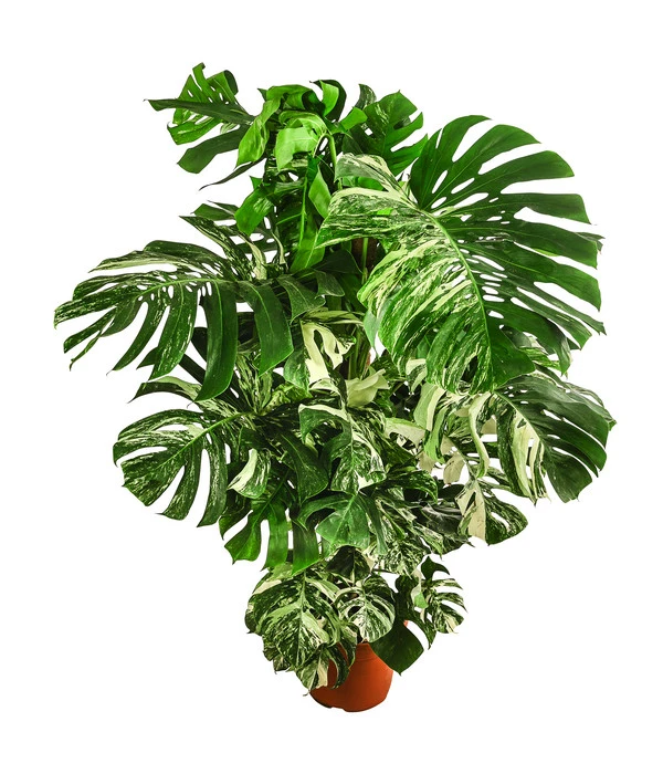 XXL Fensterblatt - Monstera Deliciosa 'Variegata', Ca. 180-220 Cm 1 XXL Fensterblatt - Monstera Deliciosa 'Variegata', Ca. 180-220 Cm