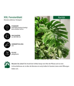 Progarden Pflanzen Verkäufe -Progarden Pflanzen Verkäufe 8519399 WE IG 001 FensterblattMonsteraDeliciosa