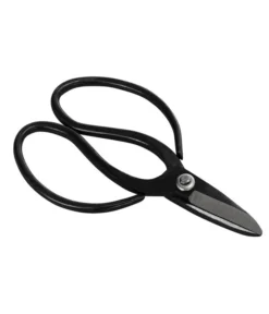 Bonsai Chinesischer Feigenbaum - Ficus Retusa, Anfänger-Set, 10 Jahre -Progarden Pflanzen Verkäufe 8561573 WE FS 002 SchereSetBonsai