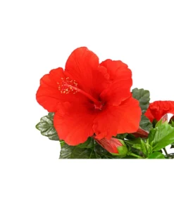 Zimmerhibiskus - Hibiscus Rosa-sinensis, Verschiedene Sorten -Progarden Pflanzen Verkäufe 8595241 PR DE 001 HibiscusMixBuschT17DehnerExpressHerzig