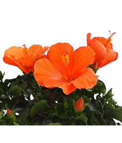 Zimmerhibiskus - Hibiscus Rosa-sinensis, Verschiedene Sorten -Progarden Pflanzen Verkäufe 8595241 WE DE 001 HibiskusHibiscusBuschT17DehnerExpressHerzig