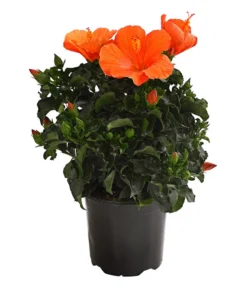 Zimmerhibiskus - Hibiscus Rosa-sinensis, Verschiedene Sorten -Progarden Pflanzen Verkäufe 8595241 WE FS 001 HibiskusHibiscusBuschT17OWDehnerExpressHerzig