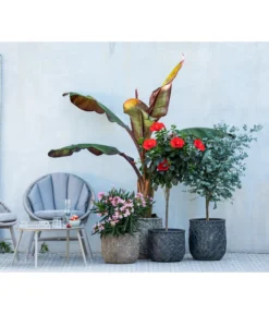 Hibiskus - Garten-Eibisch, Stämmchen -Progarden Pflanzen Verkäufe 8596744 WE MO 001 NeriumOleander