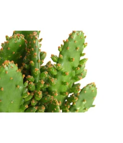 Feigenkaktus - Opuntia Indica, Verschiedene Sorten -Progarden Pflanzen Verkäufe 8611469 PR DE 001 OpuntiaMixT11DehnerExpressHerzig