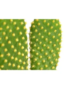 Feigenkaktus - Opuntia Indica, Verschiedene Sorten -Progarden Pflanzen Verkäufe 8611469 PR DE 002 OpuntiaMixT11DehnerExpressHerzig