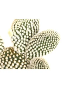 Feigenkaktus - Opuntia Indica, Verschiedene Sorten -Progarden Pflanzen Verkäufe 8611469 PR DE 003 OpuntiaMixT11DehnerExpressHerzig