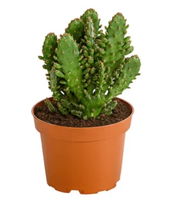 Feigenkaktus - Opuntia Indica, Verschiedene Sorten -Progarden Pflanzen Verkäufe 8611469 PR FS 001 OpuntiaMixT11DehnerExpressHerzig