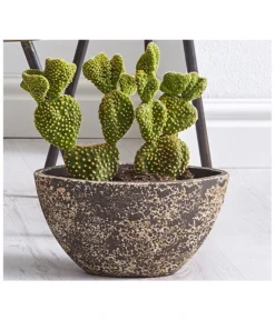 Feigenkaktus - Opuntia Indica, Verschiedene Sorten -Progarden Pflanzen Verkäufe 8611469 WE MO 001 FeigenkaktusOpuntiaAusgeschnittenTU