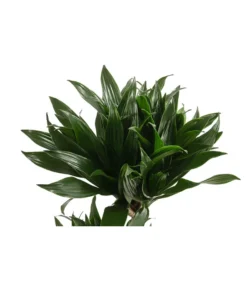 Drachenbaum - Dracaena Deremensis Compacta -Progarden Pflanzen Verkäufe 8612699 WE DE 001 DracaenaDeremensisCompactaZweitriebigT17