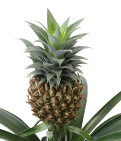 Ananaspflanze - Ananas Comosus, In Keramik -Progarden Pflanzen Verkäufe 8627978 WE DE 001 AnanaspflanzeInKeramik