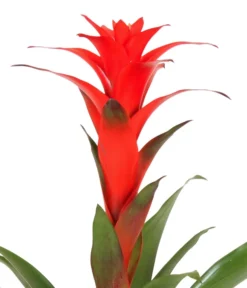 Guzmanie - Guzmania Calypso, In Keramik -Progarden Pflanzen Verkäufe 8628018 WE DE 001 GuzmaniaCalypsoInKeramik