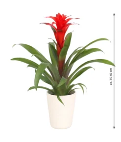 Guzmanie - Guzmania Calypso, In Keramik -Progarden Pflanzen Verkäufe 8628018 WE FS 003 GuzmaniaCalypsoInKeramik