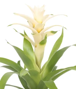 Guzmanie - Guzmania 'Deseo White', In Keramik 7 Guzmanie - Guzmania 'Deseo White', In Keramik -Progarden Pflanzen Verkäufe 8628026 WE DE 001 GuzmaniaDeseoInKeramik